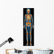 Human Skeletal System