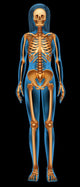 Human Skeletal System