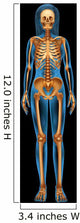 Human Skeletal System