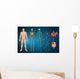 Human Body Systems