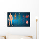 Human Body Systems