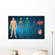 Human Body Systems