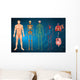 Human Body Systems