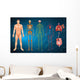 Human Body Systems