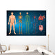 Human Body Systems