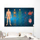 Human Body Systems
