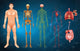 Human Body Systems