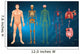 Human Body Systems