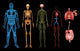 Human Body Systems