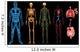 Human Body Systems