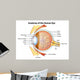 Human Eye Anatomy