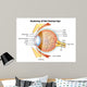 Human Eye Anatomy