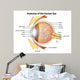 Human Eye Anatomy