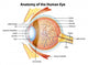 Human Eye Anatomy