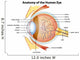 Human Eye Anatomy