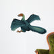 Archaeopteryx Wall Decal