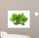 Basil Leaves Closeup