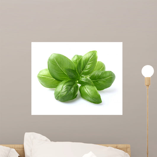 Basil Leaves Closeup