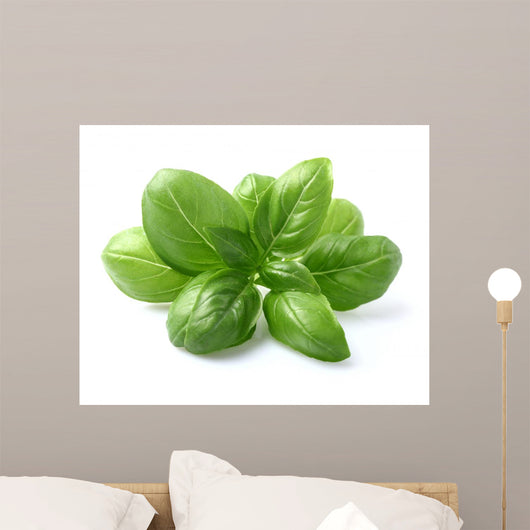 Basil Leaves Closeup