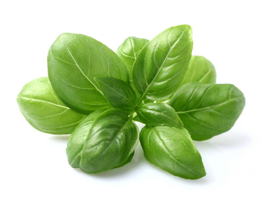 Basil Leaves Closeup