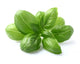 Basil Leaves Closeup