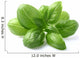 Basil Leaves Closeup