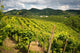 Prosecco Vineyards Wall Mural