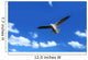 Flying Seagull