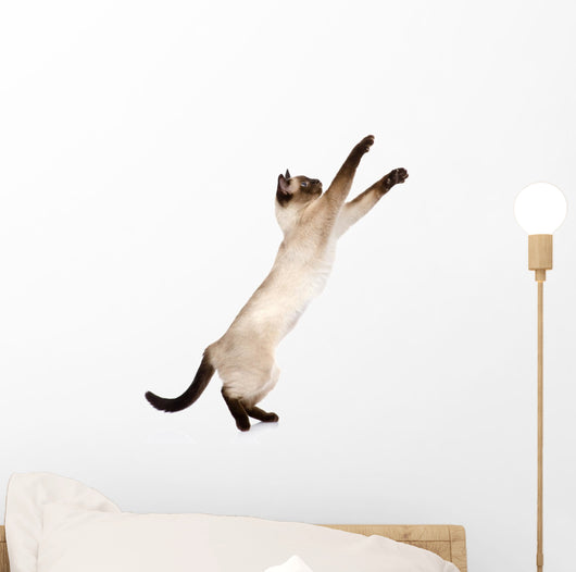 Playful Funny Kitten Wall Decal