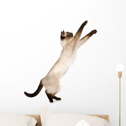 Playful Funny Kitten Wall Decal