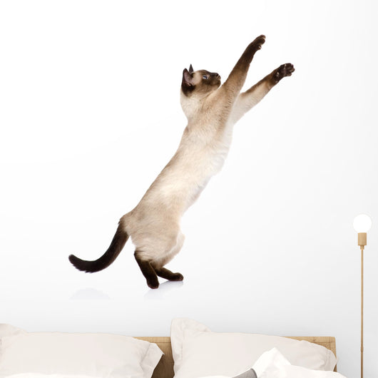 Playful Funny Kitten Wall Decal