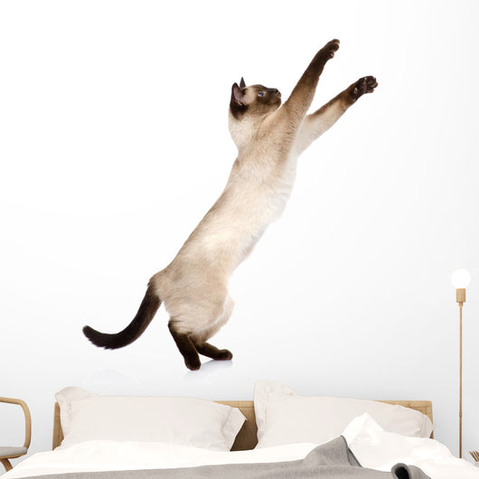 Playful Funny Kitten Wall Decal