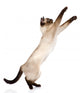 Playful Funny Kitten Wall Decal