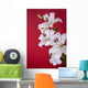 white lily isolated on red Wall Mural
