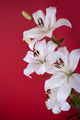 white lily isolated on red Wall Mural