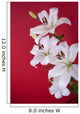 white lily isolated on red Wall Mural