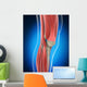 Knee Anatomy