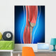 Knee Anatomy