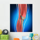 Knee Anatomy