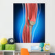 Knee Anatomy