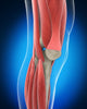 Knee Anatomy
