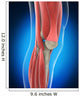 Knee Anatomy