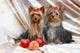 Yorkshire Terriers Wall Mural