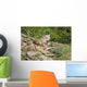 Gray Wolves Wall Mural