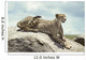 Africa-cheetah