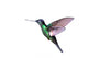 Buff-Winged Starfrontlet Hummingbird Wall Decal
