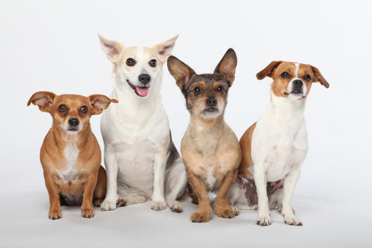 Mongrel Gang Wall Decal