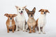Mongrel Gang Wall Decal