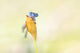 Demselfly Wall Mural