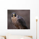Peregrine Falcon Stare Wall Mural